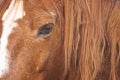 Beautiful brown horse portrait in the farm in the nature Royalty Free Stock Photo