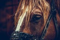 Beautiful brown horse portrait on a farm Royalty Free Stock Photo