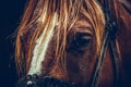 Beautiful brown horse portrait on a farm Royalty Free Stock Photo