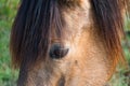 Beautiful brown horse portrait in the farm in the nature Royalty Free Stock Photo