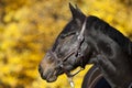 Beautiful brown horse portrait Royalty Free Stock Photo