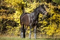 Beautiful brown horse portrait on meadow with yellow autumn leaves in background