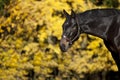 Beautiful brown horse portrait Royalty Free Stock Photo