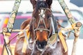 Beautiful brown horse portrait with sledge and arc in winter Royalty Free Stock Photo