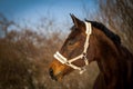 Beautiful brown horse portrait with white bridle in the spring forest Royalty Free Stock Photo