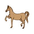 Beautiful Brown horse. Purebred red horse isolated on white background. Hand drawn. Flat vector illustration Royalty Free Stock Photo