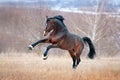 Beautiful brown horse racing galloping across the field on a background autumn forest. Royalty Free Stock Photo