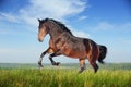 Beautiful brown horse running gallop