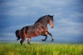 Beautiful brown horse running gallop