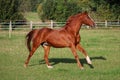 A beautiful brown horse is running on the paddock Royalty Free Stock Photo