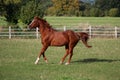 Beautiful brown horse is running on the paddock Royalty Free Stock Photo