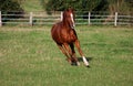 Beautiful brown horse is running on the paddock Royalty Free Stock Photo