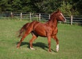 A beautiful brown horse is running on the paddock Royalty Free Stock Photo