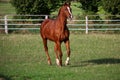 A beautiful brown horse is running on the paddock Royalty Free Stock Photo