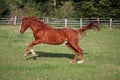 A beautiful brown horse is running on the paddock Royalty Free Stock Photo