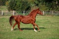 A beautiful brown horse is running on the paddock Royalty Free Stock Photo