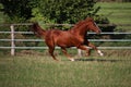 A beautiful brown horse is running on the paddock Royalty Free Stock Photo