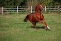 A beautiful brown horse is running on the paddock Royalty Free Stock Photo