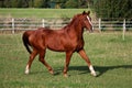 A beautiful brown horse is running on the paddock Royalty Free Stock Photo