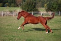 A beautiful brown horse is running on the paddock Royalty Free Stock Photo