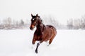 Beautiful brown horse running in the snow Royalty Free Stock Photo