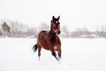 Beautiful brown horse running in the snow Royalty Free Stock Photo