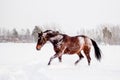 Beautiful brown horse running in the snow Royalty Free Stock Photo