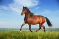 Beautiful brown horse running trot Royalty Free Stock Photo