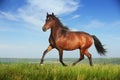 Beautiful brown horse running trot