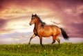 Beautiful brown horse running trot Royalty Free Stock Photo