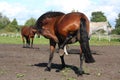 Beautiful brown horse scratching itself Royalty Free Stock Photo