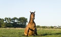 Beautiful brown horse sitting on the grass