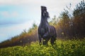 Beautiful brown horse spanish in meadow forest