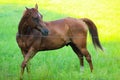 Beautiful Brown Horse Stance