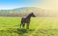 Beautiful brown horse standing alone on the green field in a sunny summer day Royalty Free Stock Photo