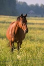 Beautiful brown horse standing in a field in Filipstad sweden Royalty Free Stock Photo