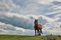 Beautiful brown horse standing on the green grass under the dense dark clouds Royalty Free Stock Photo