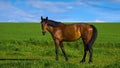 Brown horse on a meadow