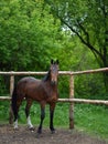 Beautiful brown horse stands behind a fence Royalty Free Stock Photo