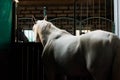 Beautiful white horse at the ranch. hippodrome preparing for the race. atmospheric photo for content Royalty Free Stock Photo