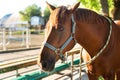 Beautiful brown horse with a team at the ranch. hippodrome preparing for the race. a magnificent animal in the sun Royalty Free Stock Photo