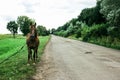 Beautiful brown horse walking and grazing in a field near a road Royalty Free Stock Photo
