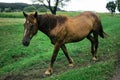 Beautiful brown horse walking and grazing in a field near a road Royalty Free Stock Photo