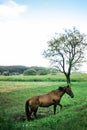 Beautiful brown horse walking and grazing in a field near a road Royalty Free Stock Photo