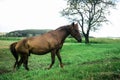 Beautiful brown horse walking and grazing in a field near a road Royalty Free Stock Photo