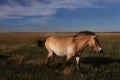 Beautiful brown horse walking in the wild Royalty Free Stock Photo