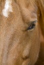 Beautiful Brown Horse with White Head Spot Closeup Royalty Free Stock Photo