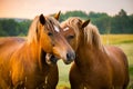 A beautiful, brown horses in the farm during the sunrise. Royalty Free Stock Photo