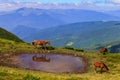 Horses graze on the tops of the Carpathians Royalty Free Stock Photo