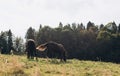 Beautiful brown horses grazing in a meadow in summer, summer field Royalty Free Stock Photo